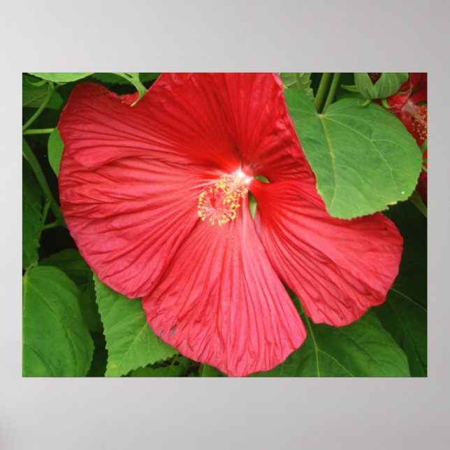 Poster Hibiscus Flower Bright Magenta (Devant)