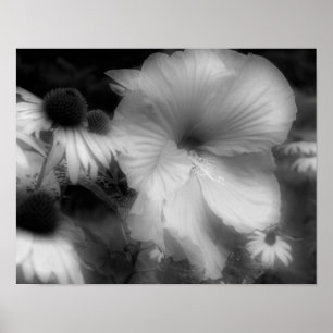 Poster Hibiscus Flower Close Black White Photo Print