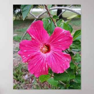 Poster Hibiscus Flower, Photographie, Fuchsia Hibiscus NY