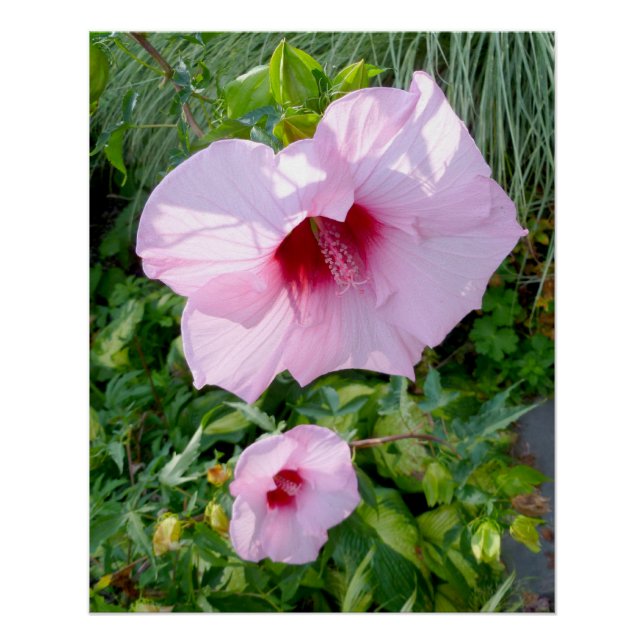 Poster Hibiscus géant comestible Fleur Parfait (Devant)