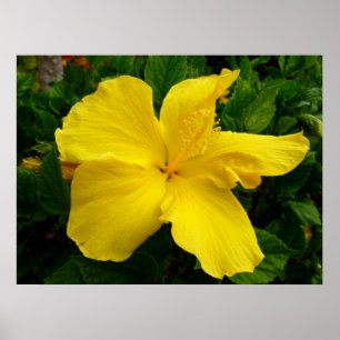 Poster Hibiscus hawaïen
