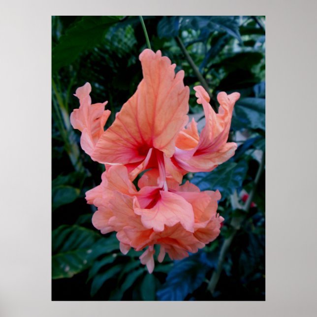 Poster Hibiscus hybride (Devant)