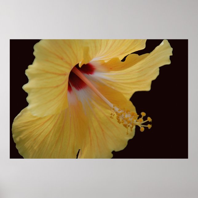 Poster Hibiscus jaune114 (Devant)