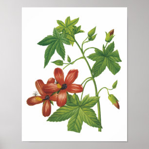 Poster hibiscus(Lavatera phoenicea) par Redouté