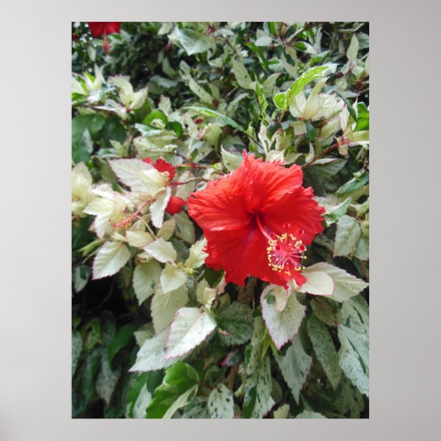Poster Hibiscus modifié (Devant)
