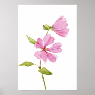 Poster hibiscus moscheutos rose, mauve rose des marais