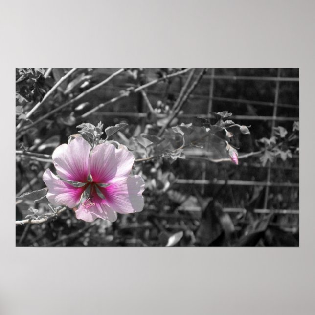Poster Hibiscus noir, blanc et rose (Devant)