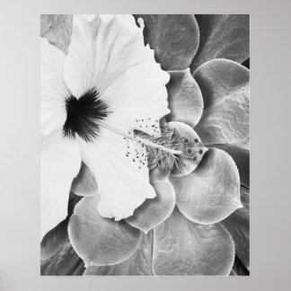 Poster Hibiscus noir et blanc