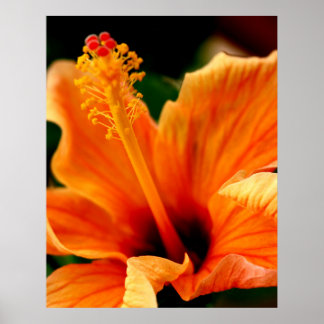 Poster Hibiscus orange