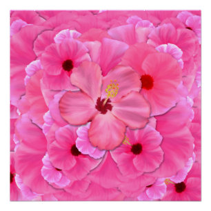 Poster Hibiscus rose