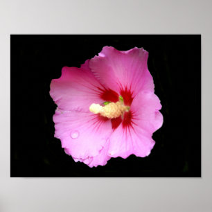 Poster Hibiscus rose