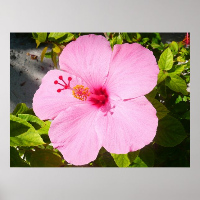 Poster Hibiscus rose Fleur tropicale (Devant)