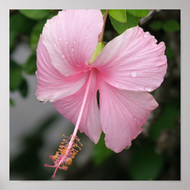 Poster Hibiscus rose Imprimer (Devant)