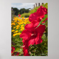 Hibiscus rouge