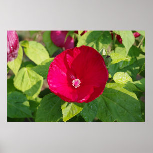 Poster Hibiscus rouge