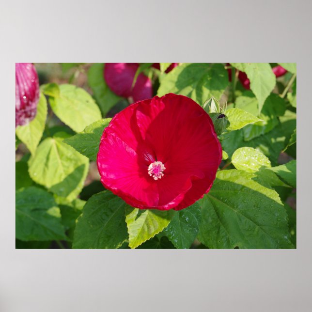 Poster Hibiscus rouge (Devant)