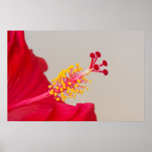 Poster Hibiscus rouge gros plan sur pistil et étamine