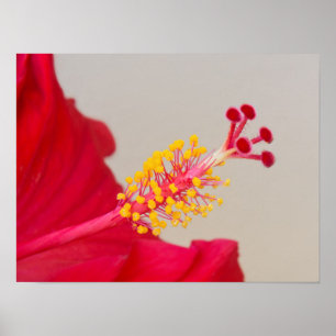 Poster Hibiscus rouge gros plan sur pistil et étamines