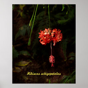 Poster Hibiscus schizopetalus - Lanterne japonaise