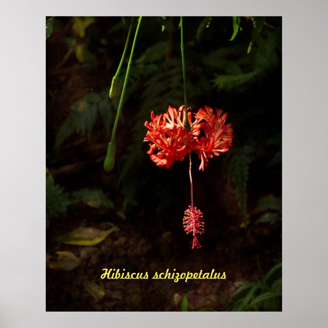 Poster Hibiscus schizopetalus - Lanterne japonaise (Devant)