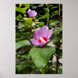 Poster Hibiscus syriacus Aphrodite Arbuste , rose Fleurir