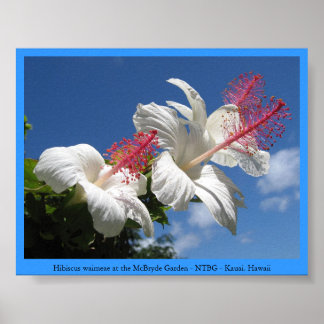 Poster Hibiscus waimeae à McBryde Garden - NTBG - Kauai