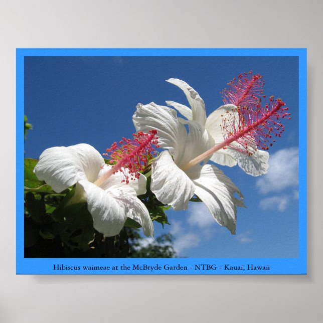 Poster Hibiscus waimeae à McBryde Garden - NTBG - Kauai (Devant)