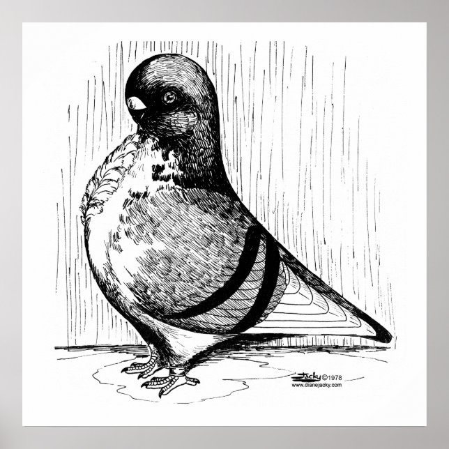 Poster Hibou africain Pigeon 1978 (Devant)