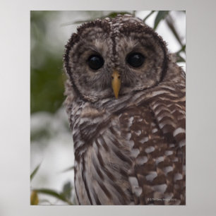 Poster Hibou barré de jeune (varia de Strix)