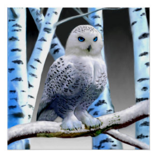 POSTER HIBOU BLANC AUX YEUX BLEUS