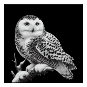 Poster Hibou Blanc Majestueux Perché