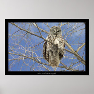 Poster Hibou de grand gris