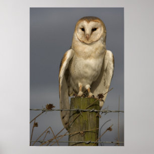 Poster Hibou de grange