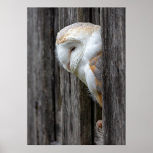 Poster Hibou de grange somnolent