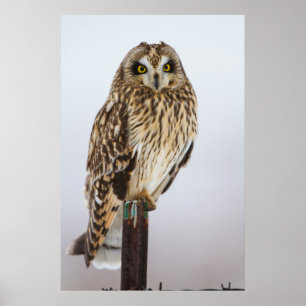 Poster Hibou des marais sur poteau de clôture