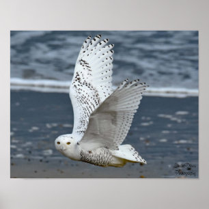 Poster Hibou des neiges sur la plage