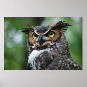 Poster Hibou Grand-À cornes