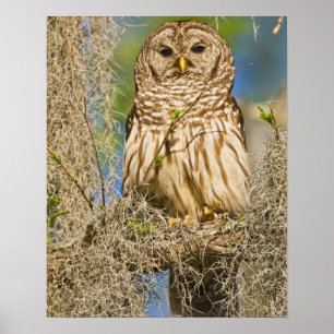 Poster Hibou moyen-duc (Strix varia) perché dans un cyprè