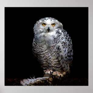 Poster Hibou neigeux