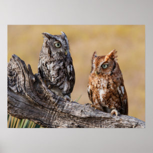 Poster Hibou petit-duc perché dans un arbre