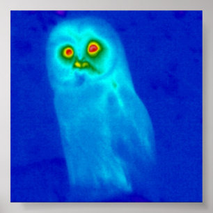 Poster hibou sage