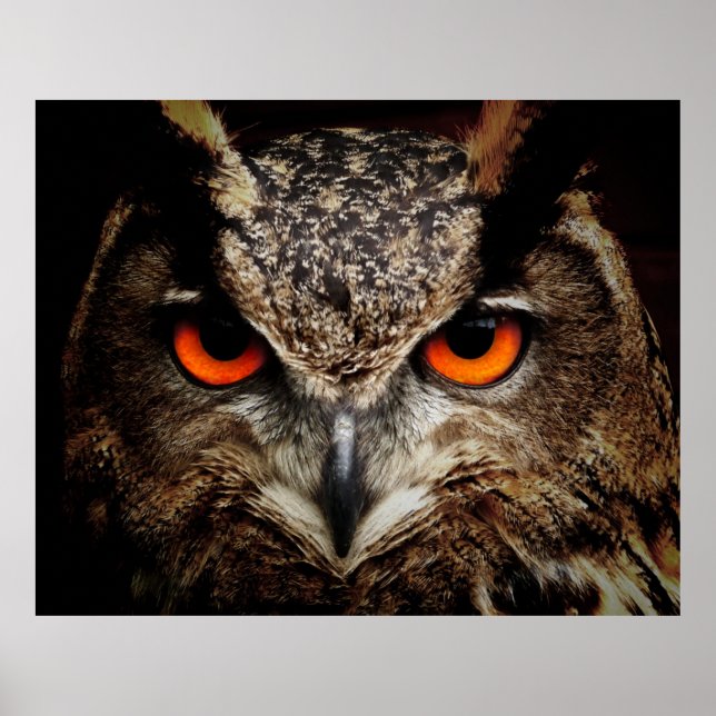 Poster Hiboux des aigles d'Eurasie (Devant)