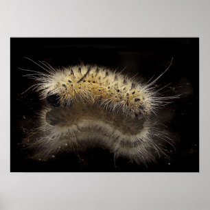 Poster Hickory Tussock Caterpillar