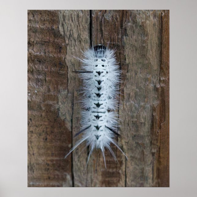 Poster Hickory Tussock Moth (Devant)