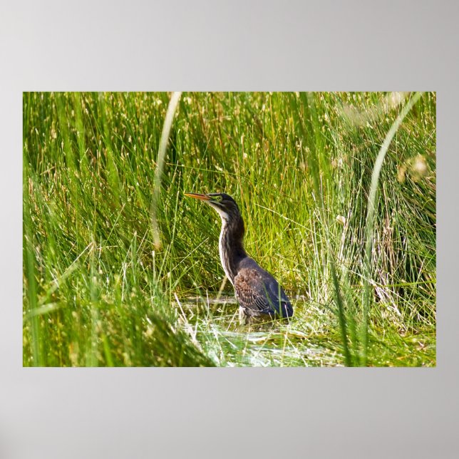 Poster "Hidden Heron" (Paysage) (Devant)