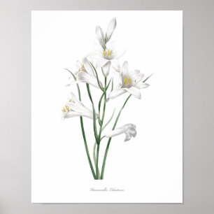 Poster HIGHEST QUALITY Botanical print of Hemerocallis