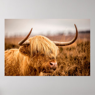POSTER HIGHLAND CATTLE