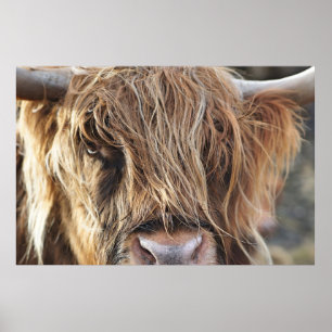 POSTER HIGHLAND CHÂTEAU VACHE FACE