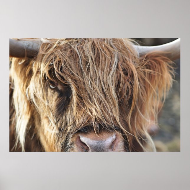 POSTER HIGHLAND CHÂTEAU VACHE FACE (Devant)