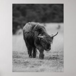 Poster Highland Cow Noir Et Blanc Rustique Ferme